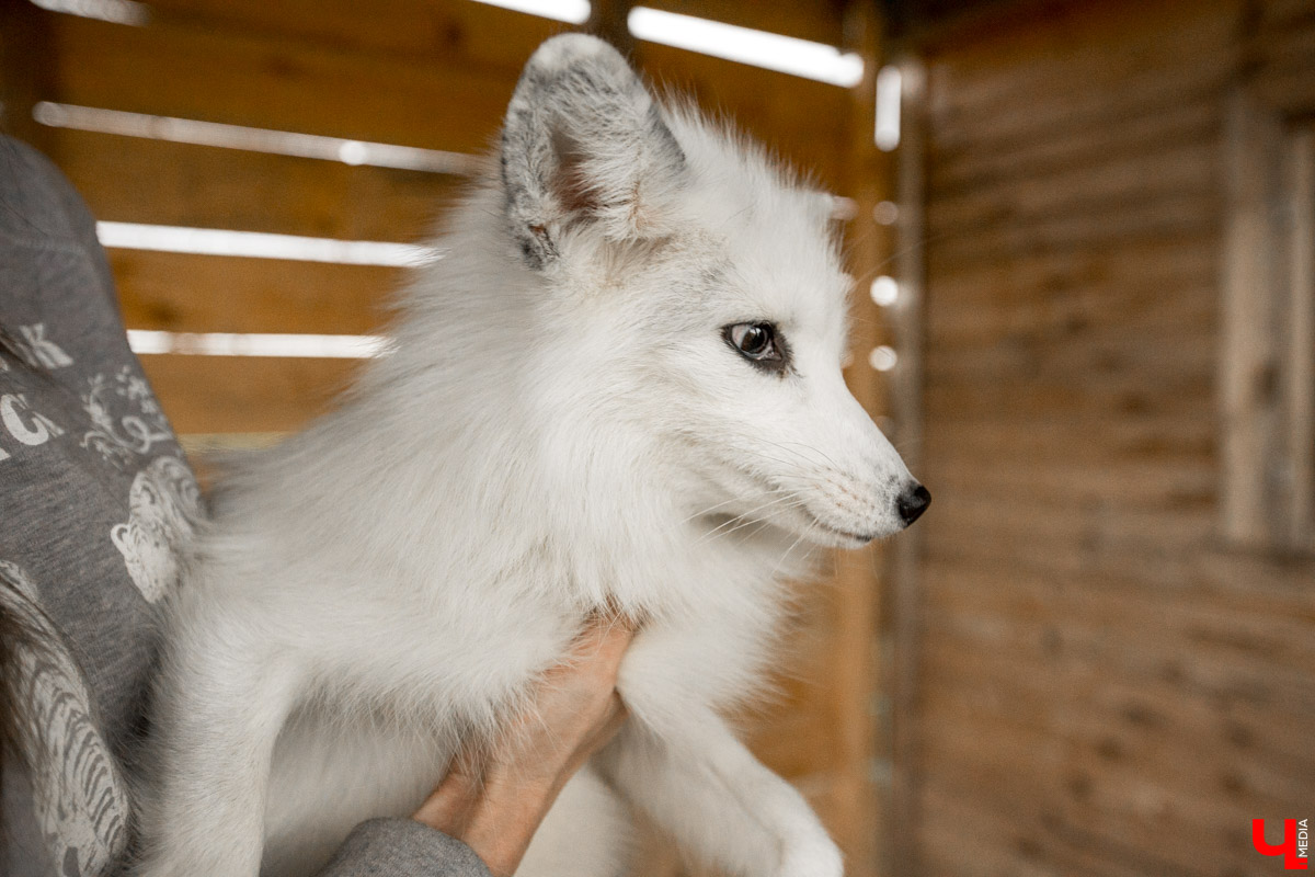 Под Владимиром в обычном доме живут 5 лис. Корреспондент “Ключ-Медиа” узнал: каково это - содержать диких зверей? Интервью с руководительницей единственного в России официального центра развития декоративного лисоводства