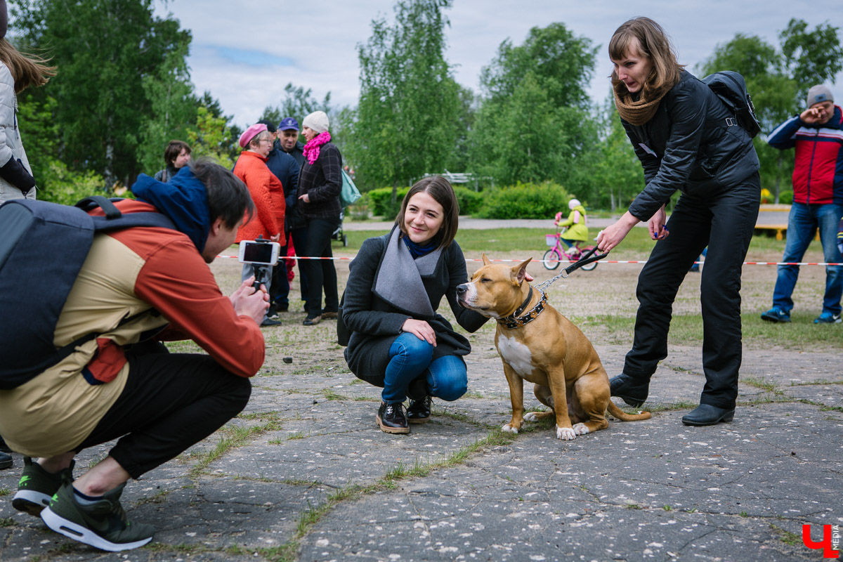 Собачьи нежности во Владимире: самые любвеобильные участники «Собаки-обнимаки»
