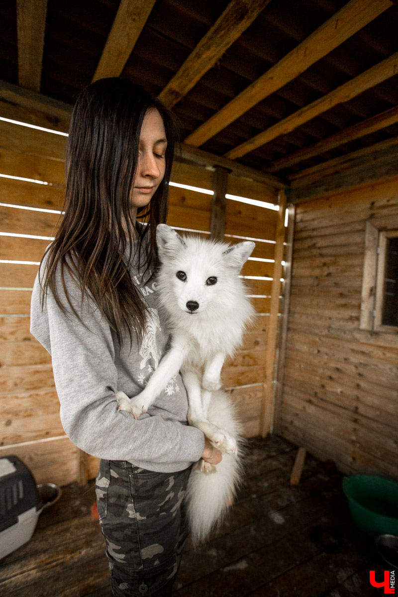 Под Владимиром в обычном доме живут 5 лис. Корреспондент “Ключ-Медиа” узнал: каково это - содержать диких зверей? Интервью с руководительницей единственного в России официального центра развития декоративного лисоводства