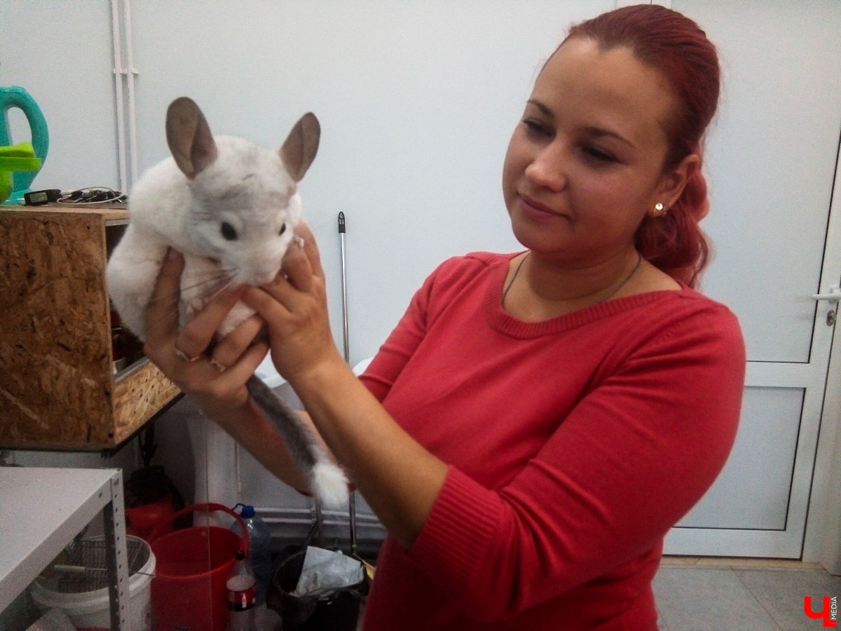 Во Владимире в Патриаршем саду появился живой уголок, где обитают разные экзотические животные. Оказывается, у многих из них необычная судьба, сложный жизненный путь и своеобразный характер