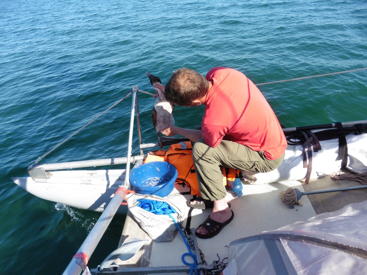 Капитан тримарана “Пола” Дмитрий Козлов, совершивший путешествие из Баренцева в Белое море, рассказал о том, страшно ли двое суток идти в шторм, стоит ли бояться медведей и какая рыба клюет в северном океане