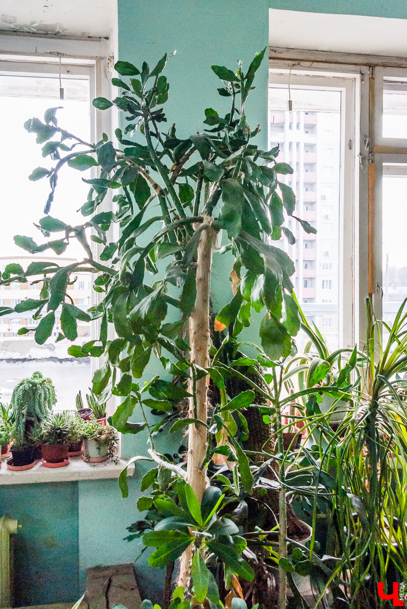 Зимний сад во Владимире