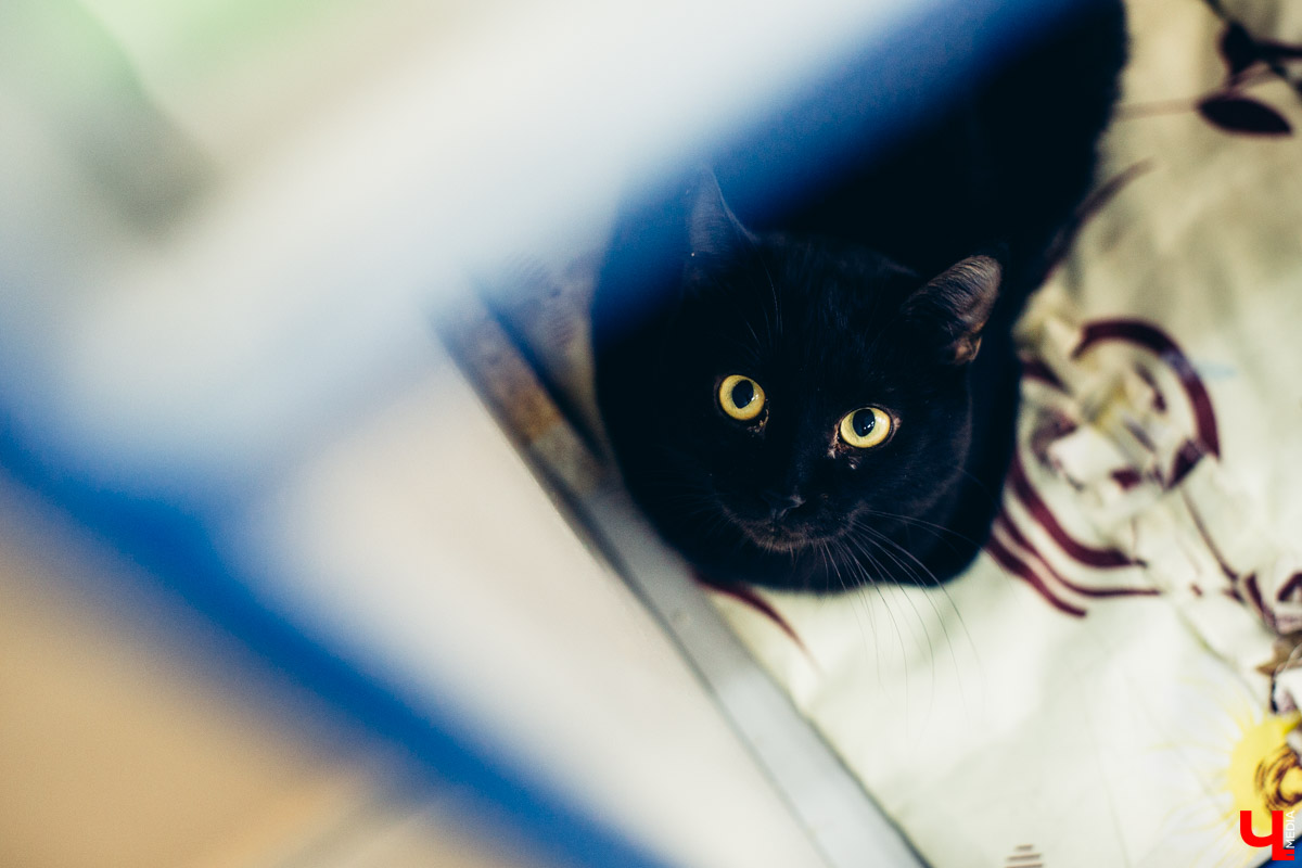 Котокафе «Котангенс» во Владимире