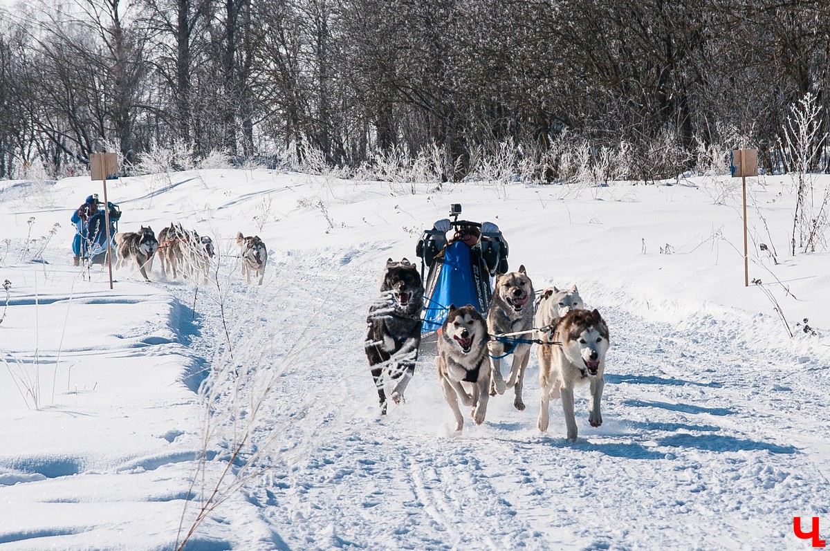 «Суздальский луг» 2018
