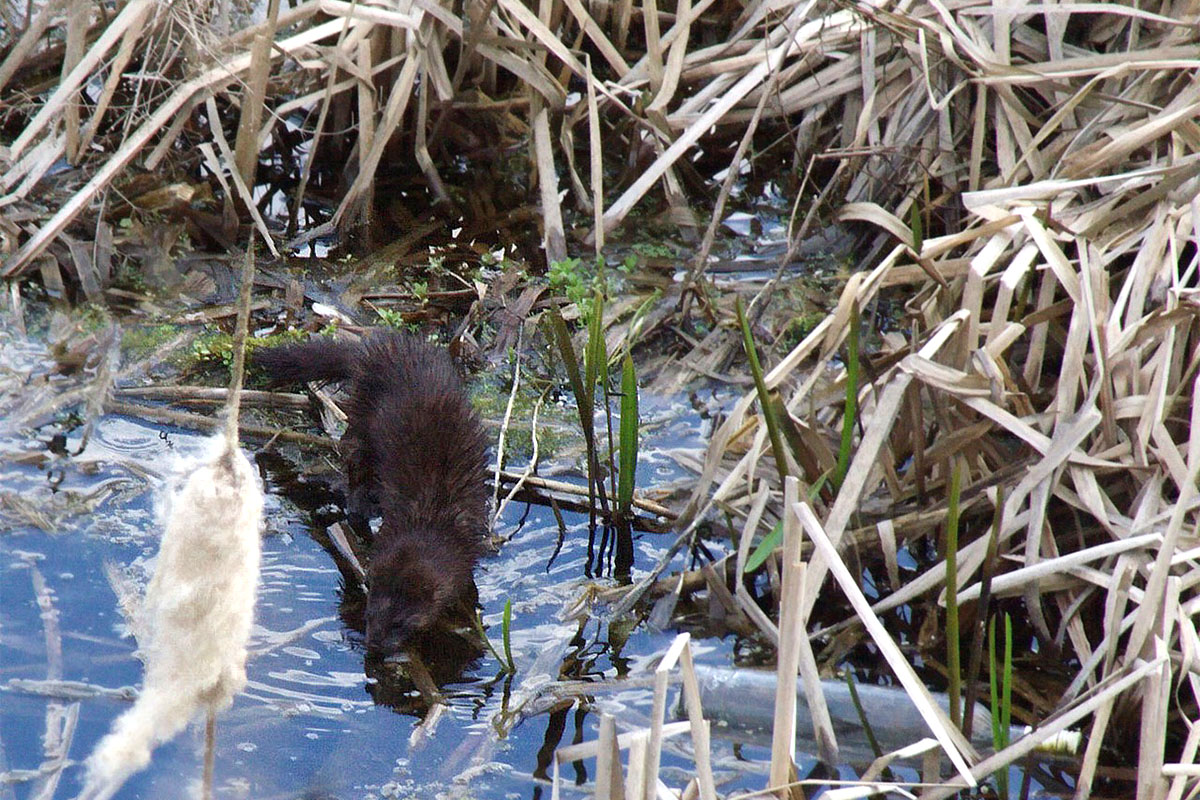 4 октября - Всемирный день защиты животных. К этой дате мы решили подсчитать: а сколько видов зверей обитает во Владимирской области?