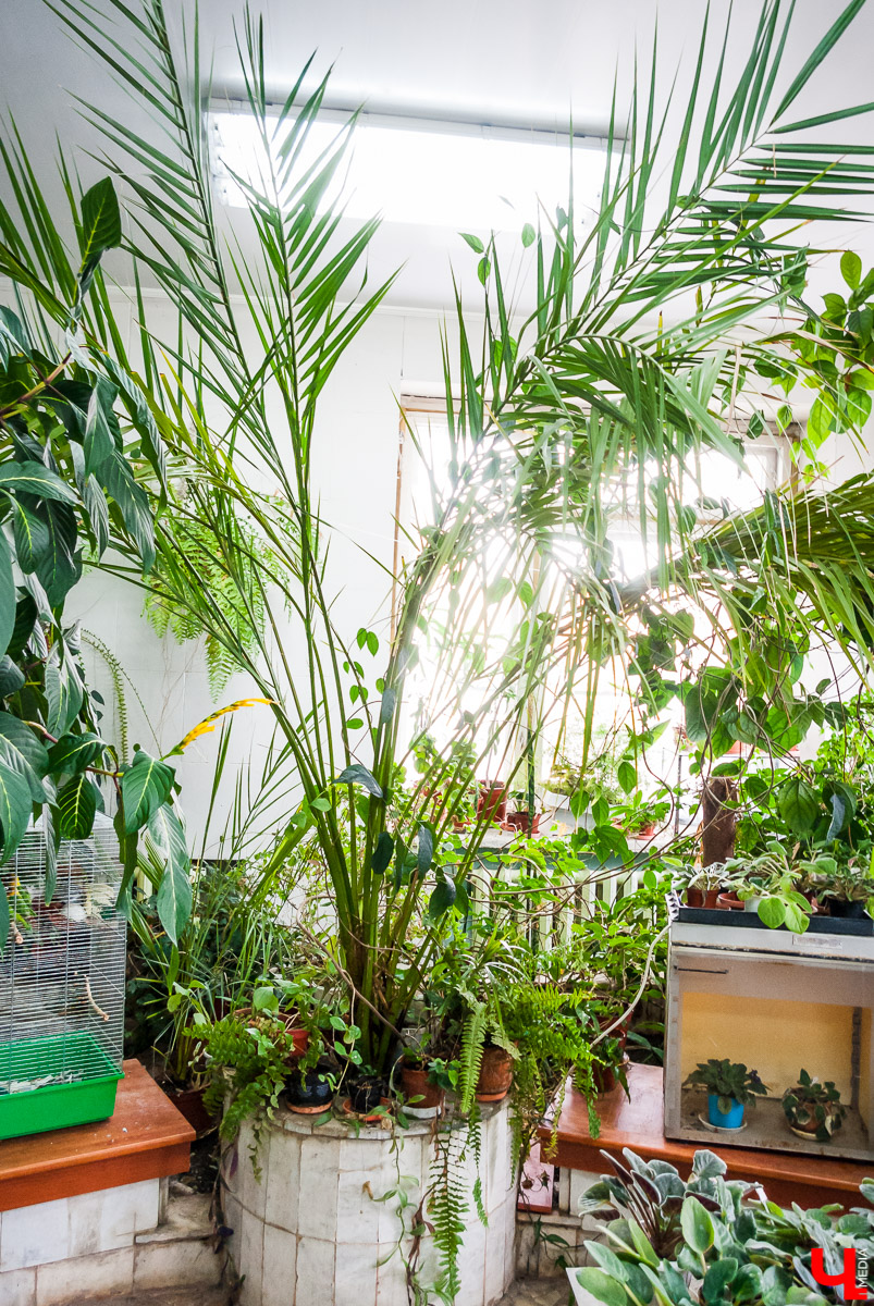 Зимний сад во Владимире