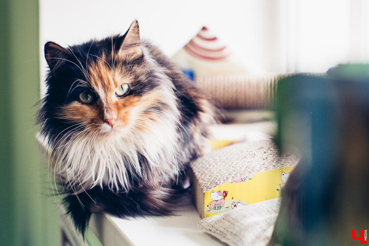 Котокафе «Котангенс» во Владимире