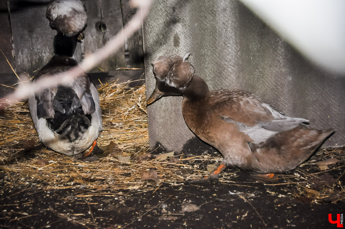 Ферма Павла Девятова