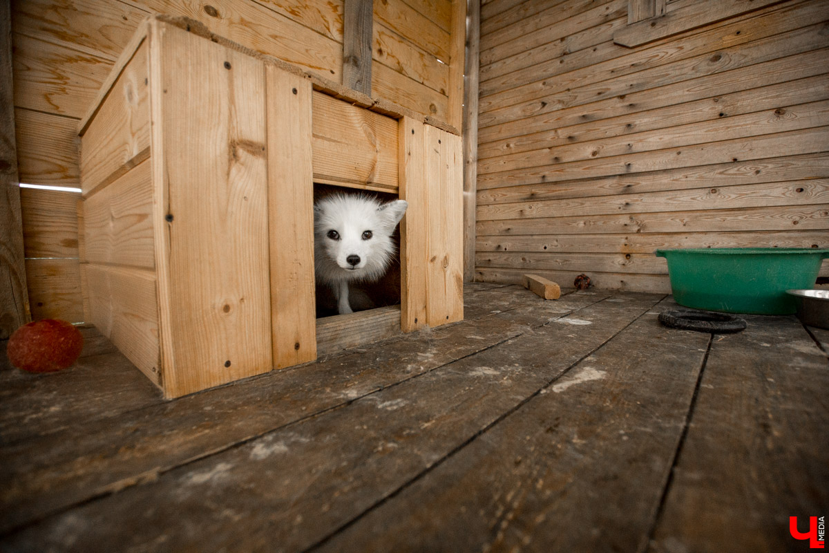 Под Владимиром в обычном доме живут 5 лис. Корреспондент “Ключ-Медиа” узнал: каково это - содержать диких зверей? Интервью с руководительницей единственного в России официального центра развития декоративного лисоводства