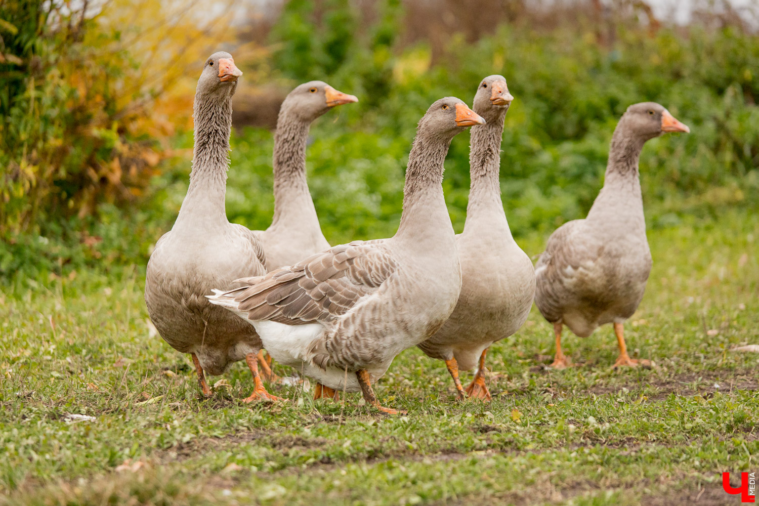 Гуси владимирской глинистой породы
