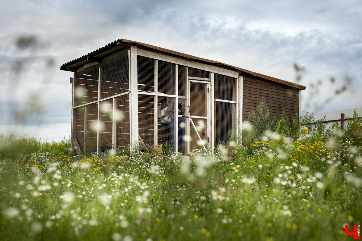 Под Владимиром в обычном доме живут 5 лис. Корреспондент “Ключ-Медиа” узнал: каково это - содержать диких зверей? Интервью с руководительницей единственного в России официального центра развития декоративного лисоводства