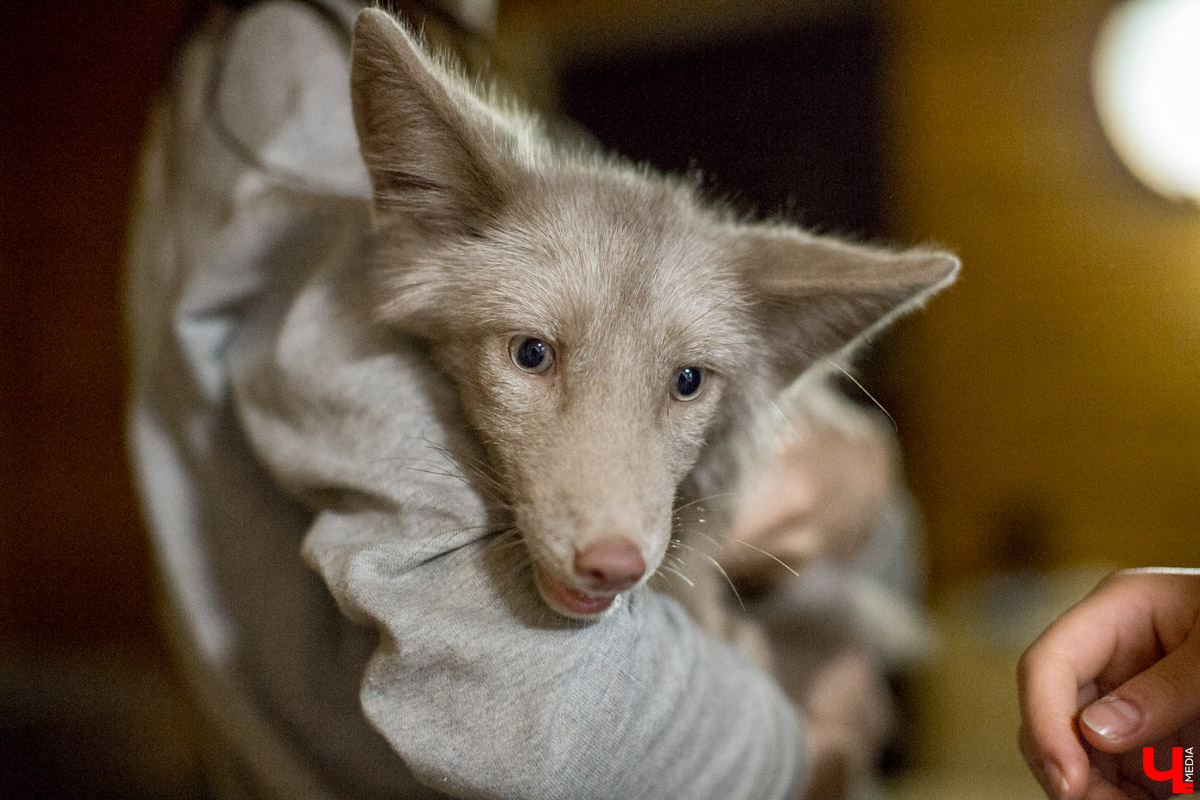 Под Владимиром в обычном доме живут 5 лис. Корреспондент “Ключ-Медиа” узнал: каково это - содержать диких зверей? Интервью с руководительницей единственного в России официального центра развития декоративного лисоводства