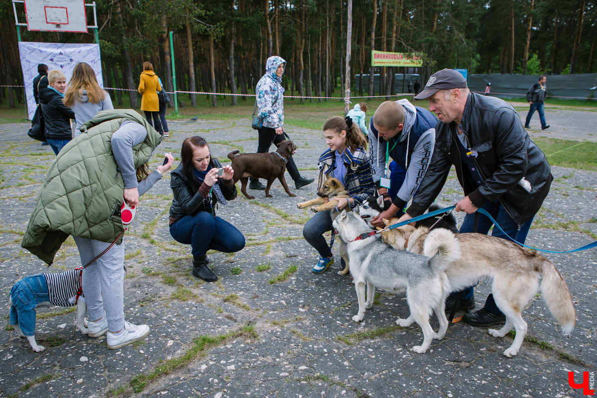 Собачьи нежности во Владимире: самые любвеобильные участники «Собаки-обнимаки»