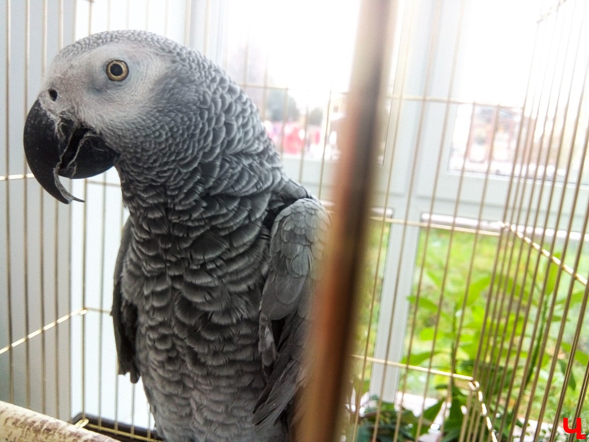 Во Владимире в Патриаршем саду появился живой уголок, где обитают разные экзотические животные. Оказывается, у многих из них необычная судьба, сложный жизненный путь и своеобразный характер