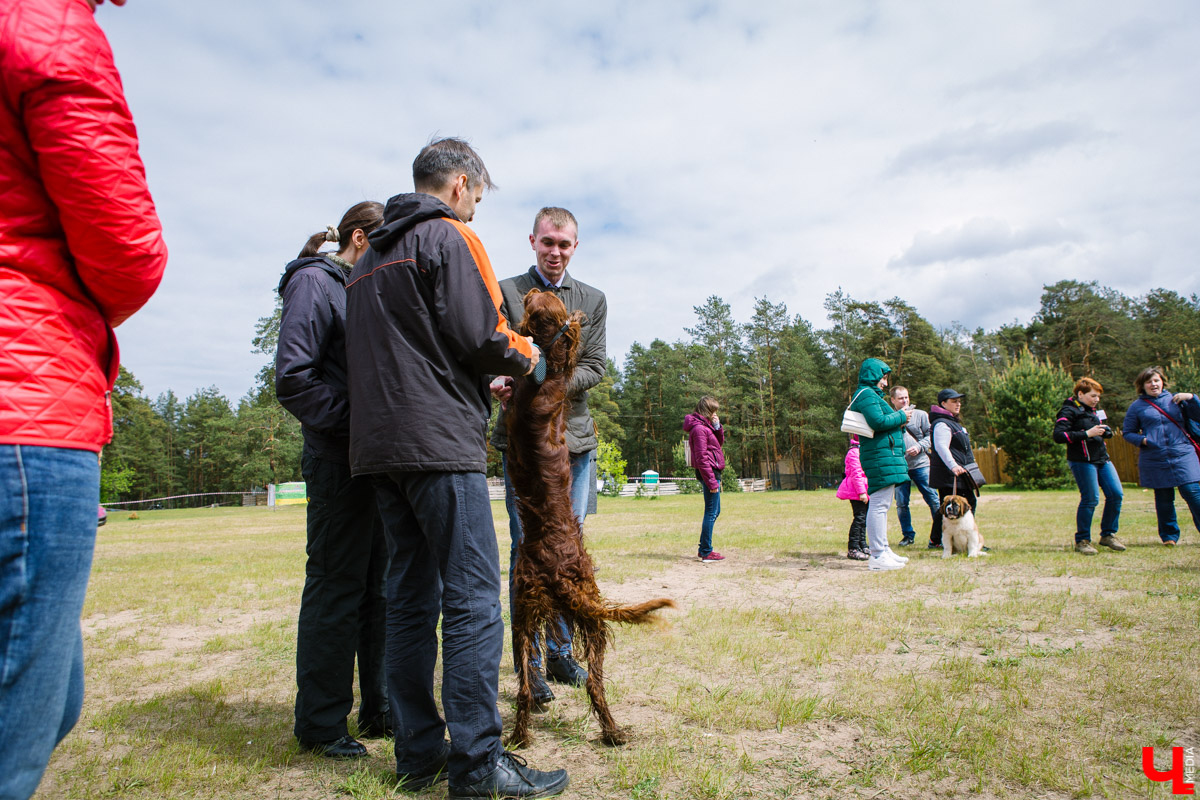 Собачьи нежности во Владимире: самые любвеобильные участники «Собаки-обнимаки»