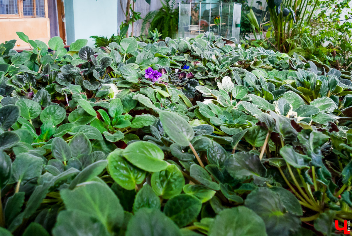 Зимний сад во Владимире