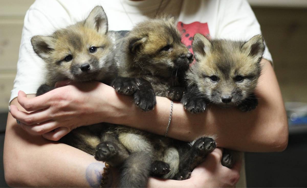 Под Владимиром в обычном доме живут 5 лис. Корреспондент “Ключ-Медиа” узнал: каково это - содержать диких зверей? Интервью с руководительницей единственного в России официального центра развития декоративного лисоводства