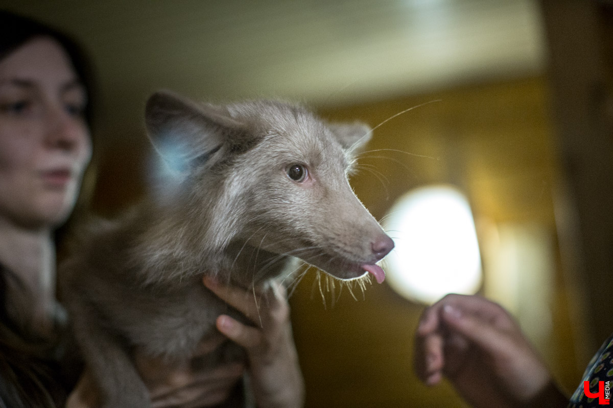 Под Владимиром в обычном доме живут 5 лис. Корреспондент “Ключ-Медиа” узнал: каково это - содержать диких зверей? Интервью с руководительницей единственного в России официального центра развития декоративного лисоводства