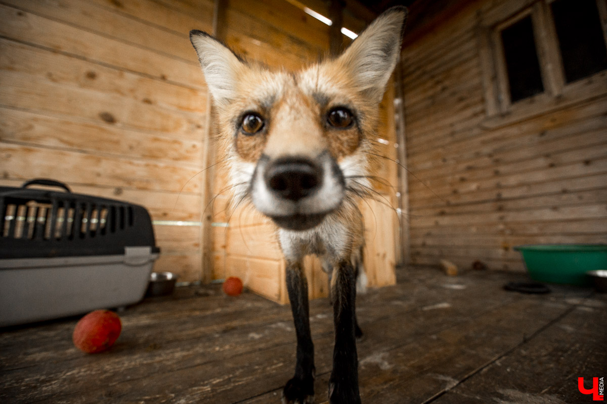 Под Владимиром в обычном доме живут 5 лис. Корреспондент “Ключ-Медиа” узнал: каково это - содержать диких зверей? Интервью с руководительницей единственного в России официального центра развития декоративного лисоводства