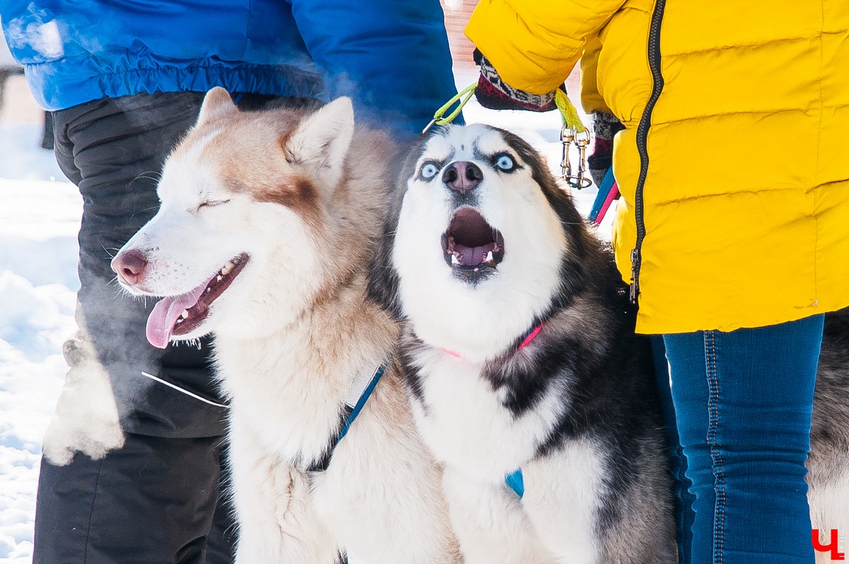 «Суздальский луг» 2018