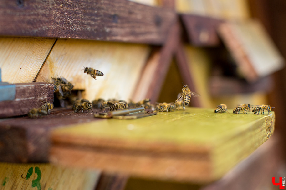 Журналист “Ключ-Медиа” на себе проверил, что такое аэроапитерапия и узнал, зачем люди ложатся спать на ульи с пчелами. Какую пользу приносит такой отдых рассказал пасечник из Владимирской области Николай Фадеев
