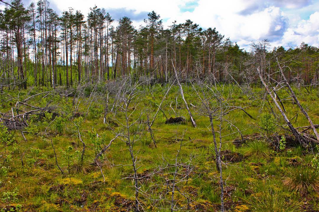 Странная поляна
