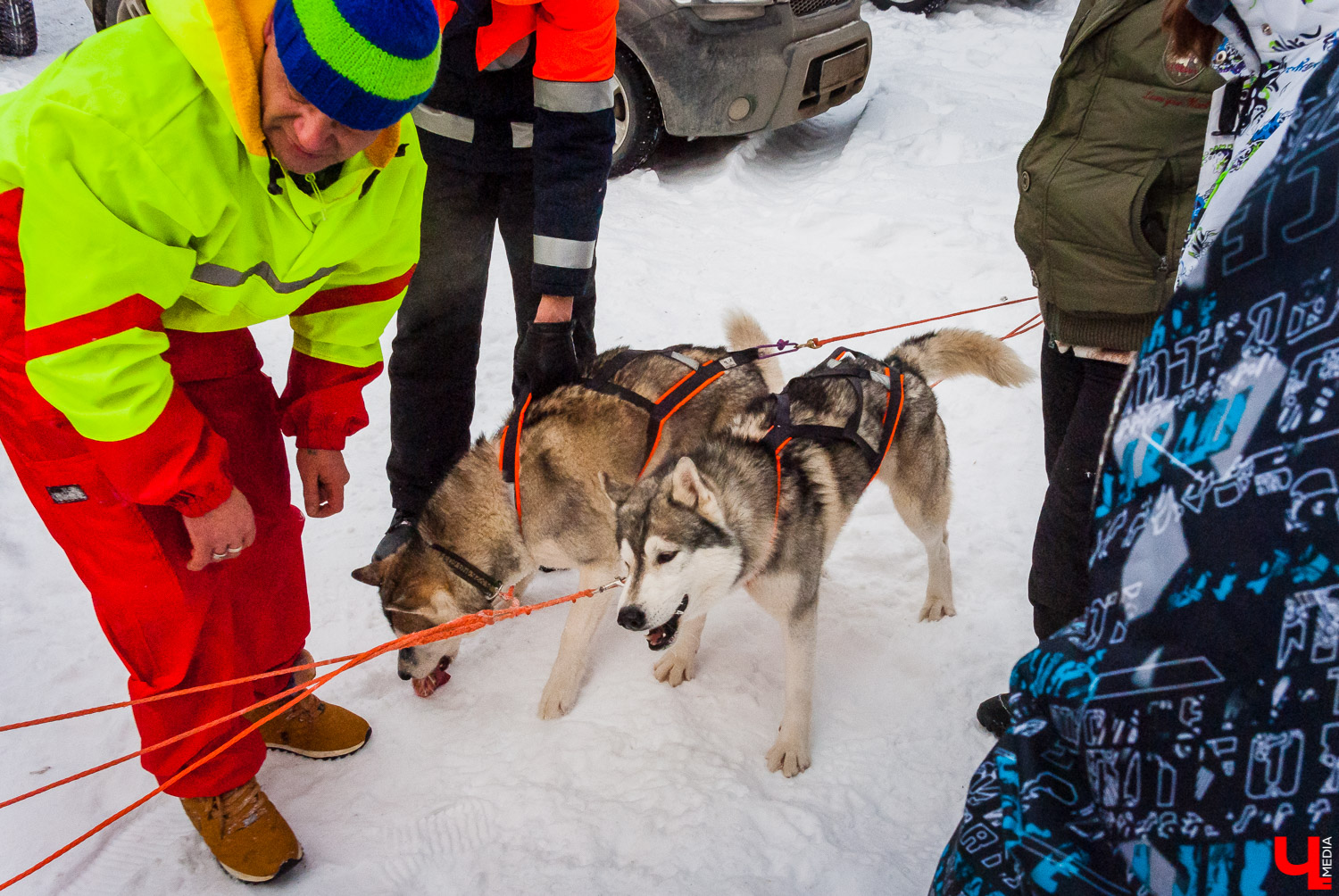 Гонки на собачьих упряжках в Суздале Гонки на собачьих упряжках в Суздале