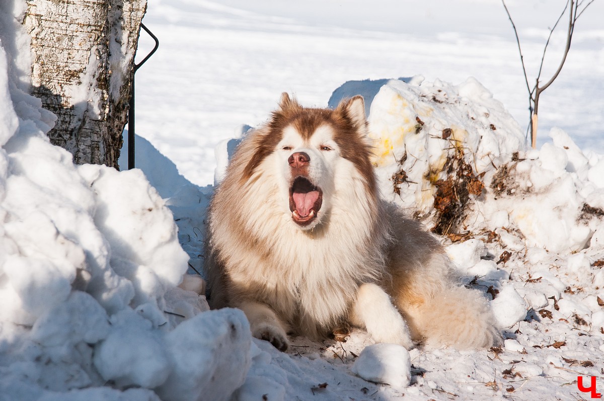 «Суздальский луг» 2018