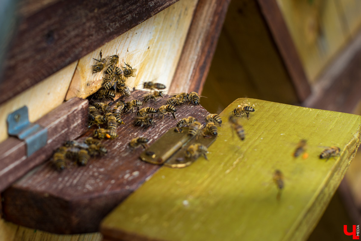 Журналист “Ключ-Медиа” на себе проверил, что такое аэроапитерапия и узнал, зачем люди ложатся спать на ульи с пчелами. Какую пользу приносит такой отдых рассказал пасечник из Владимирской области Николай Фадеев