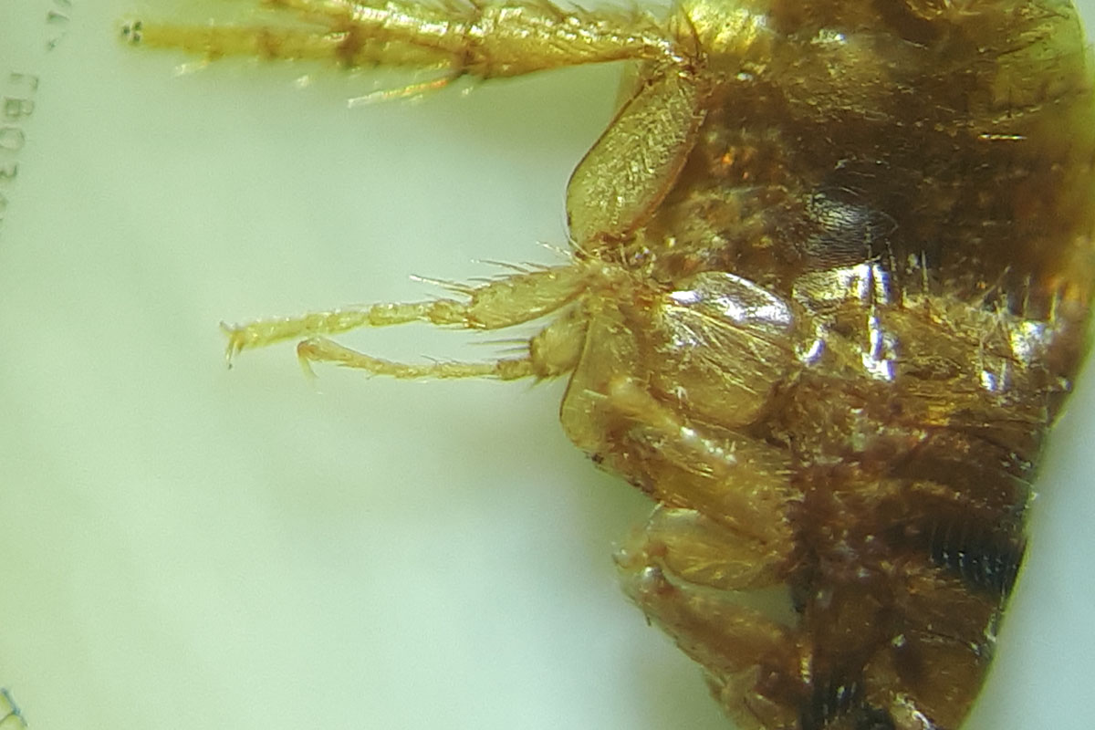 До 18 августа во Владимире можно увидеть подкованную блоху и другие микроминиатюры русского мастера Владимира Анискина. Корреспондент “Ключ-Медиа” побывал на выставке и сделал фоторепортаж