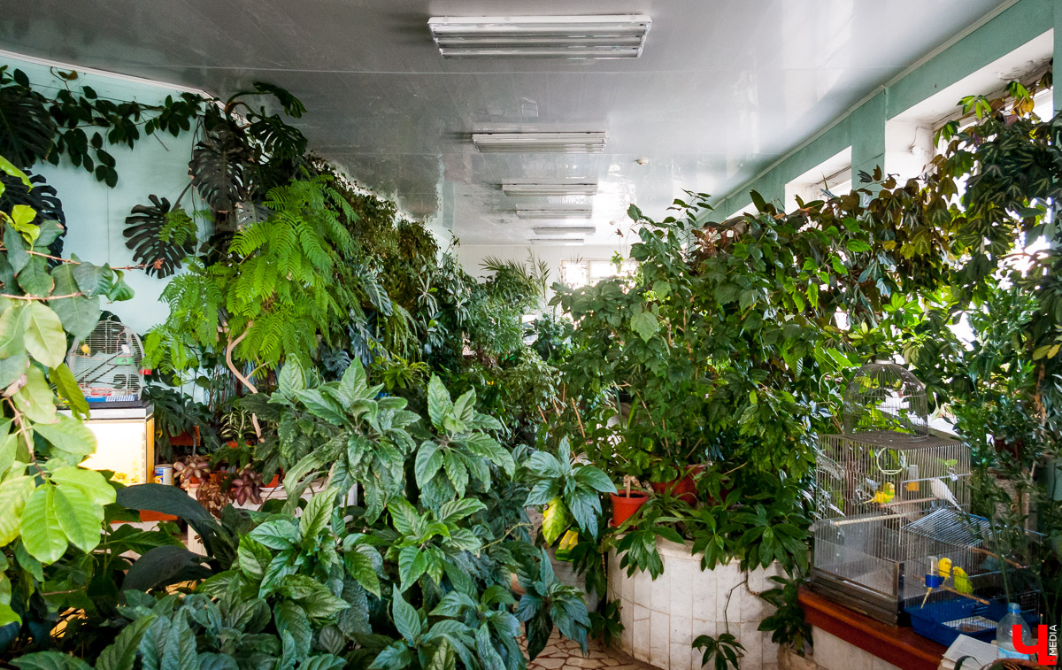 Зимний сад во Владимире