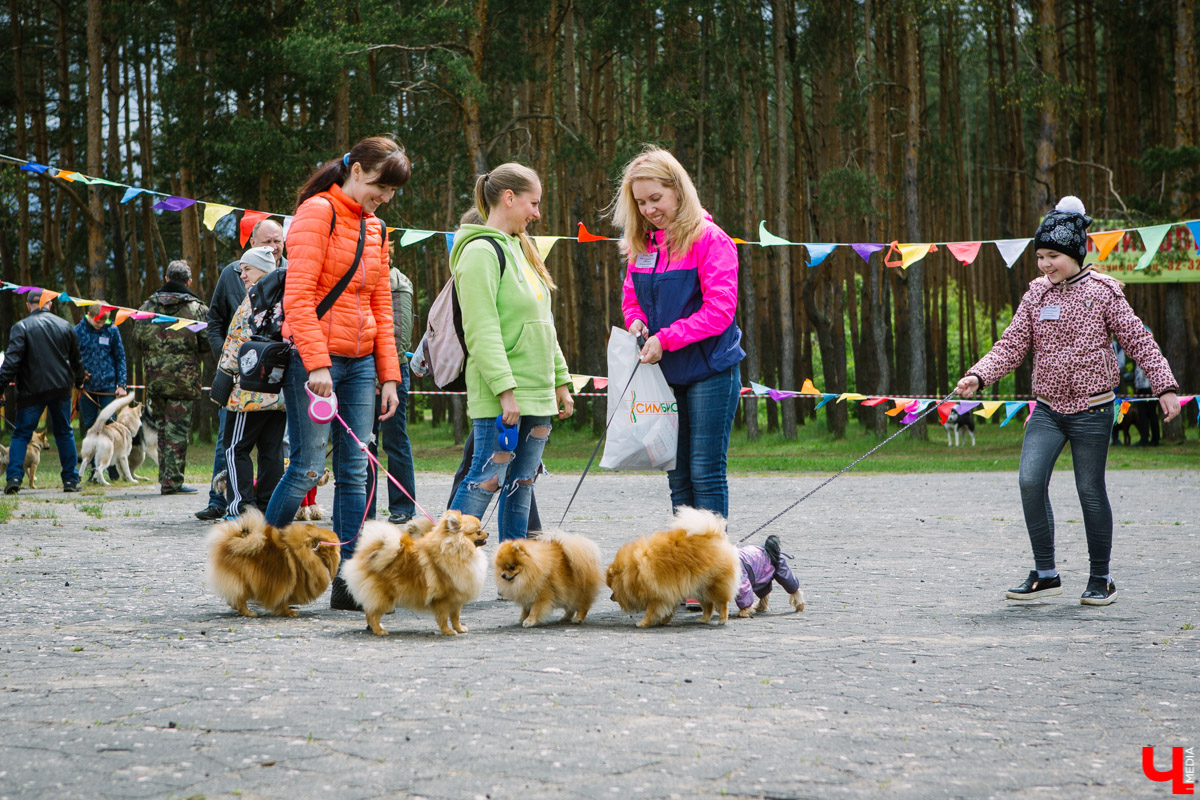 Собачьи нежности во Владимире: самые любвеобильные участники «Собаки-обнимаки»