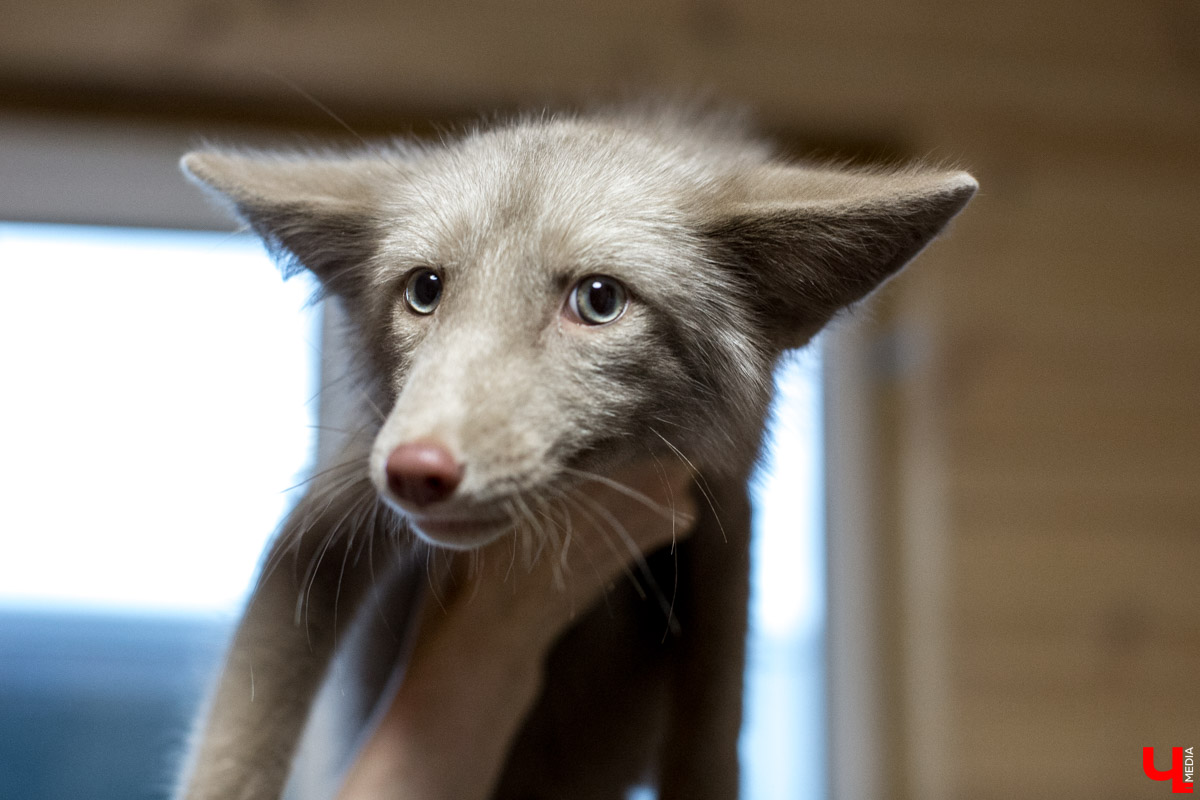 Под Владимиром в обычном доме живут 5 лис. Корреспондент “Ключ-Медиа” узнал: каково это - содержать диких зверей? Интервью с руководительницей единственного в России официального центра развития декоративного лисоводства