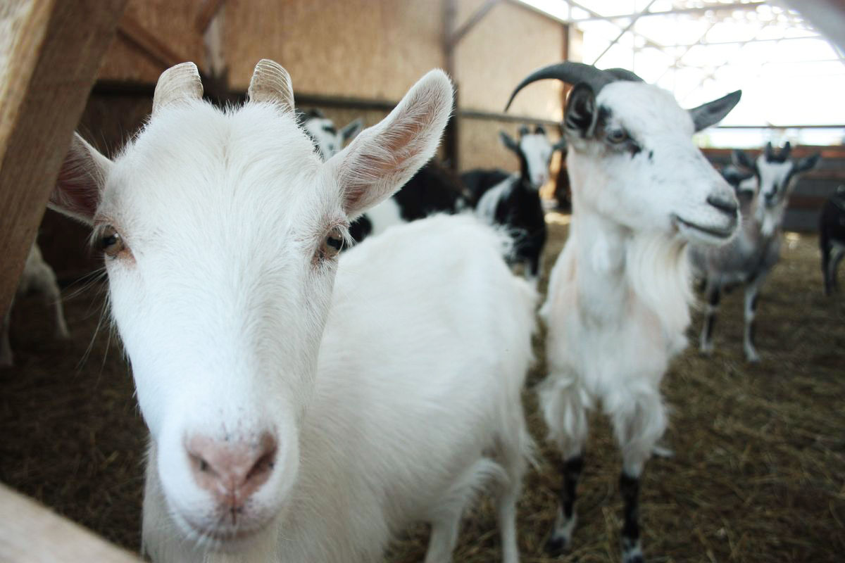 Дауншифт по-владимирски