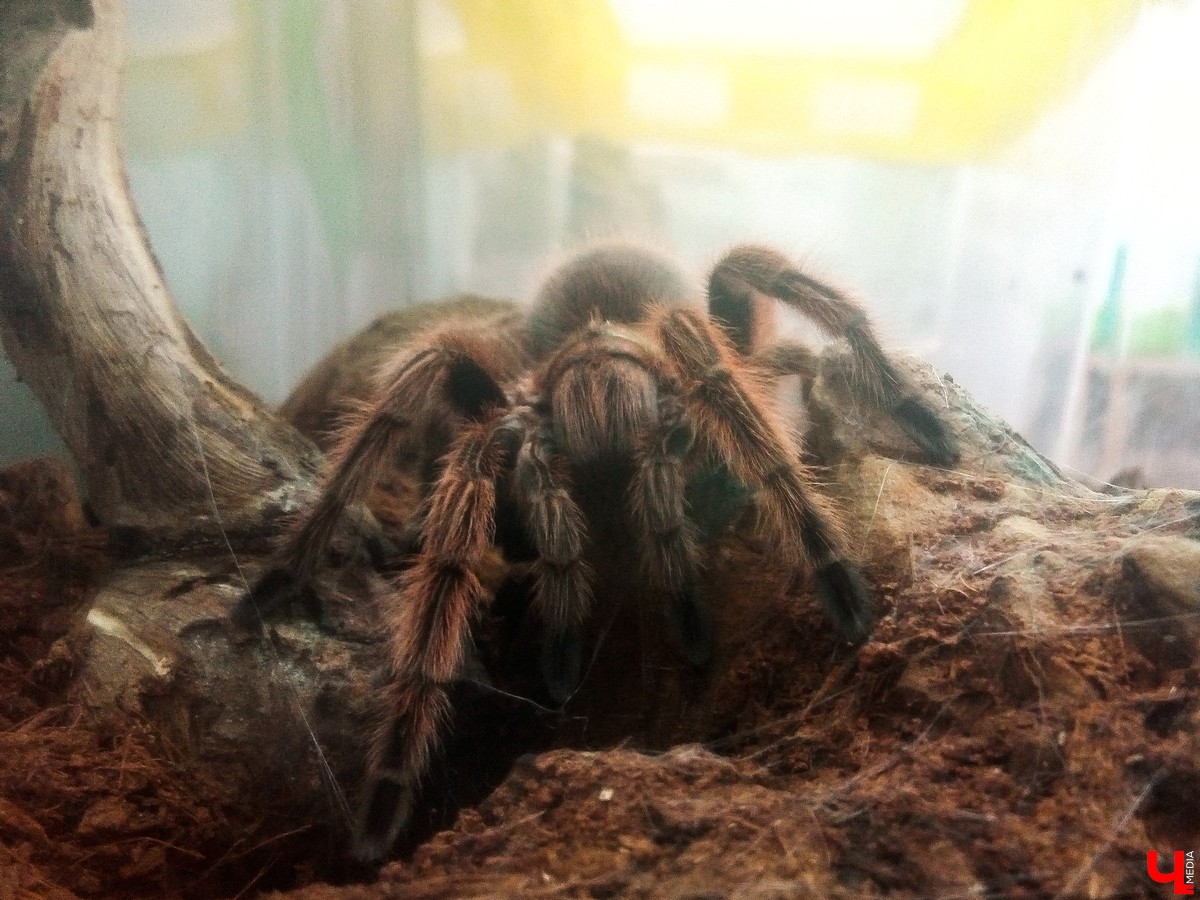 Во Владимире в Патриаршем саду появился живой уголок, где обитают разные экзотические животные. Оказывается, у многих из них необычная судьба, сложный жизненный путь и своеобразный характер