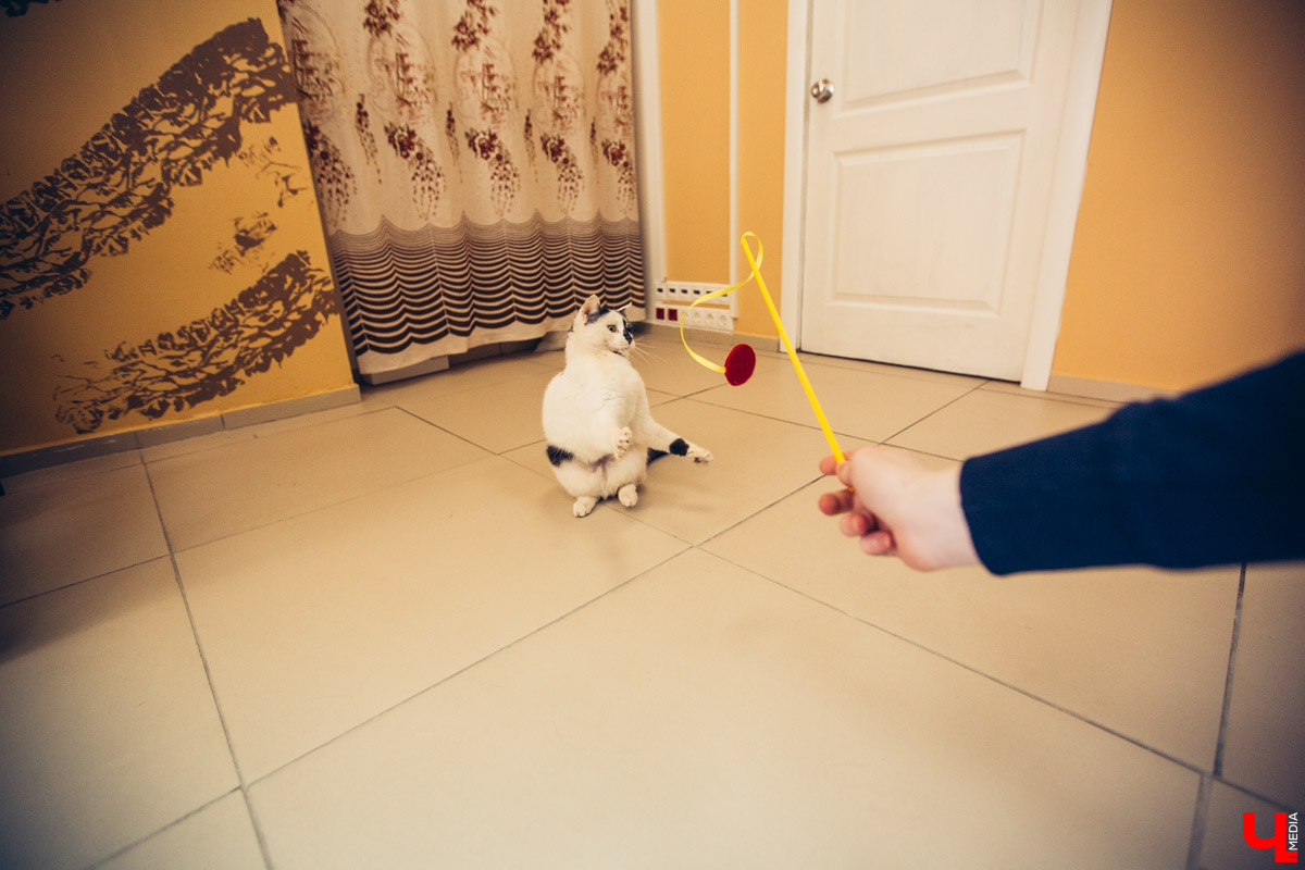 Котокафе «Котангенс» во Владимире