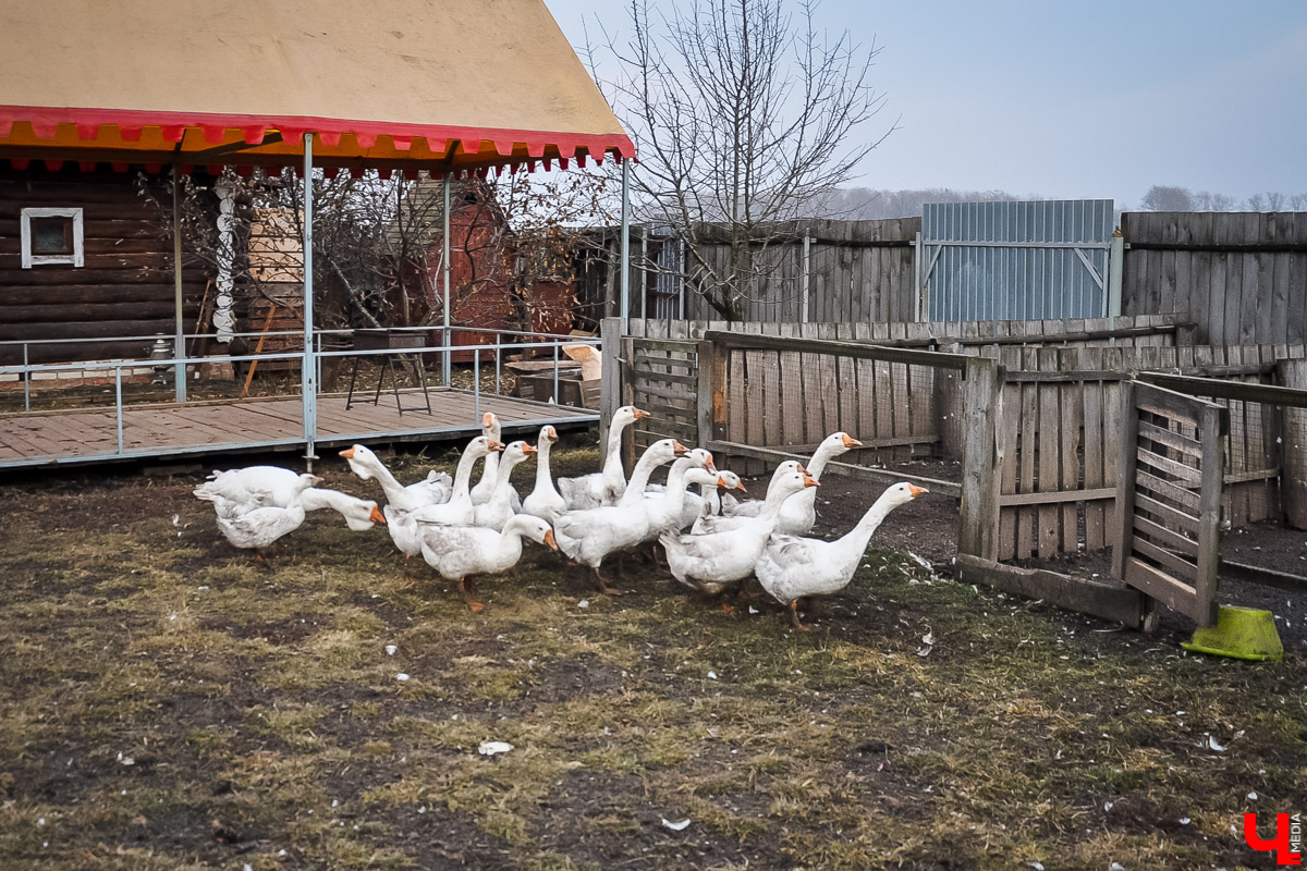 Ферма Павла Девятова