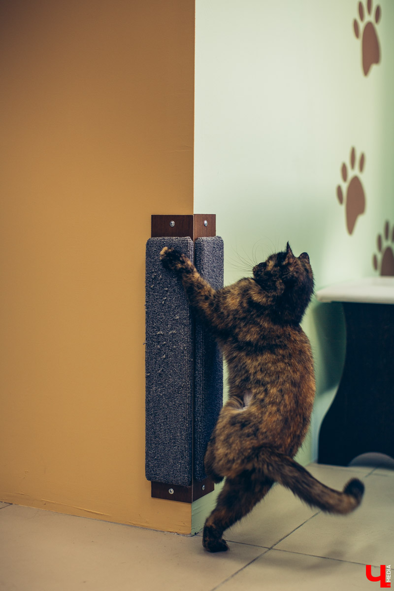 Котокафе «Котангенс» во Владимире