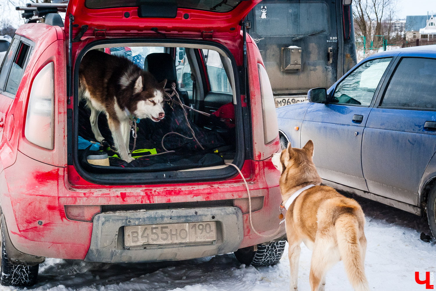 Гонки на собачьих упряжках в Суздале Гонки на собачьих упряжках в Суздале