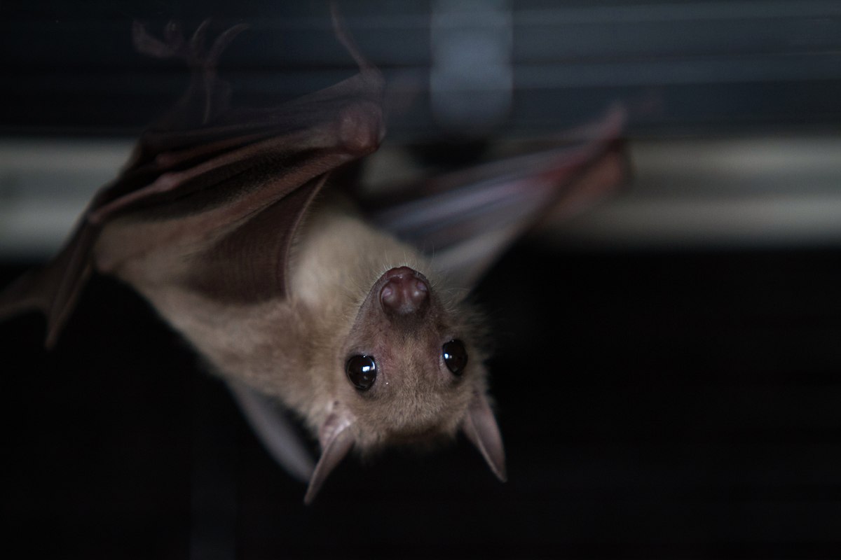 Нильский крылан