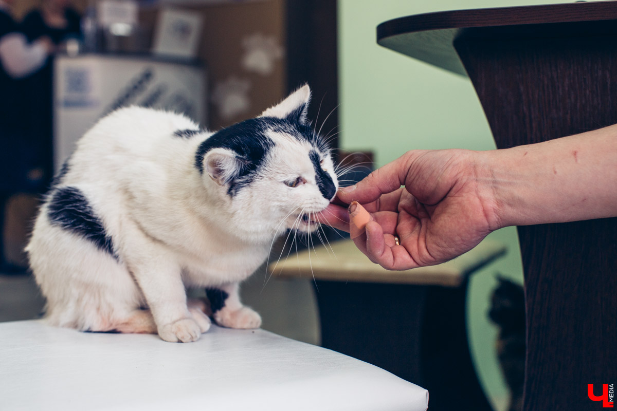 Котокафе «Котангенс» во Владимире