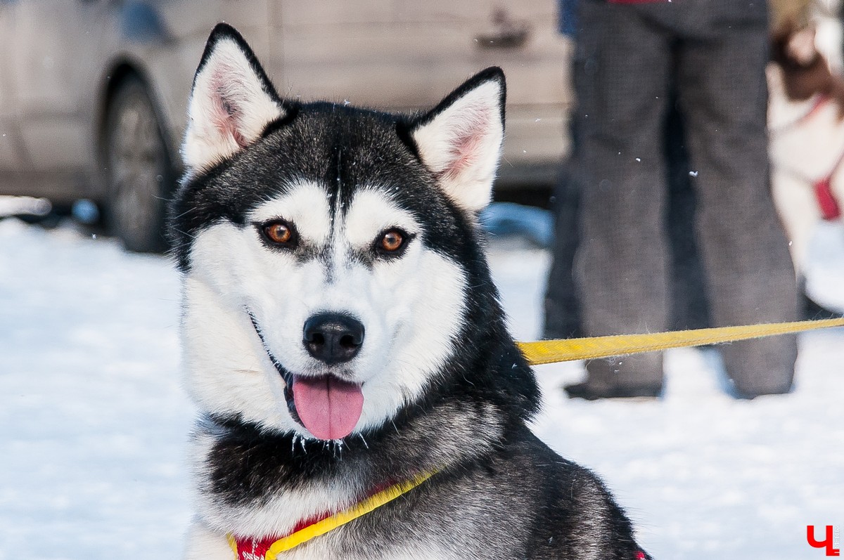 «Суздальский луг» 2018