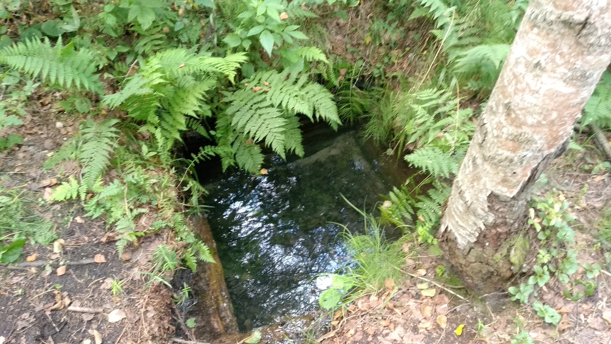 Истории о родниках с целебной водой - не редкость, вот и мы собрали информацию о трех таких источниках. А заодно узнали: чем действительно удивительна эта вода