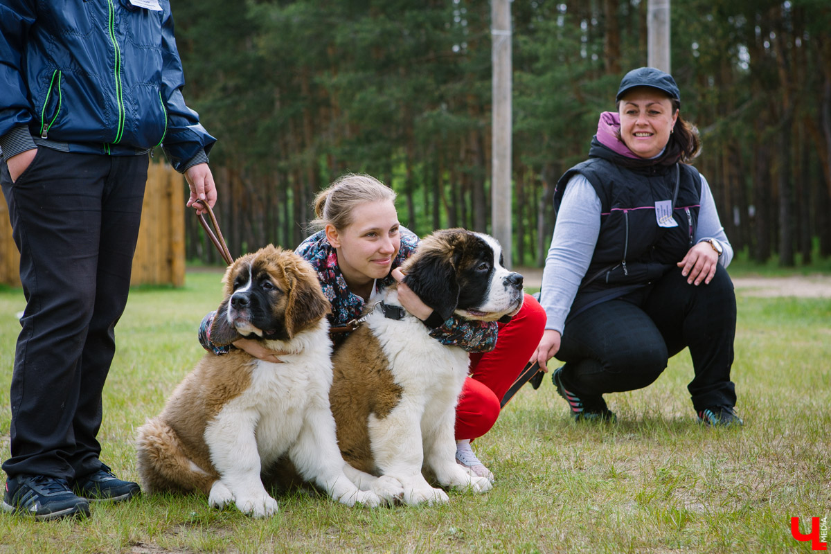 Собачьи нежности во Владимире: самые любвеобильные участники «Собаки-обнимаки»