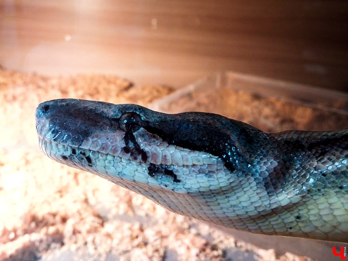 Во Владимире в Патриаршем саду появился живой уголок, где обитают разные экзотические животные. Оказывается, у многих из них необычная судьба, сложный жизненный путь и своеобразный характер