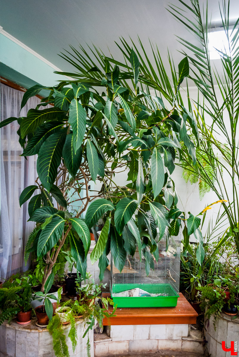 Зимний сад во Владимире