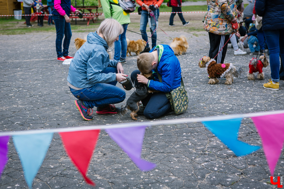 Собачьи нежности во Владимире: самые любвеобильные участники «Собаки-обнимаки»