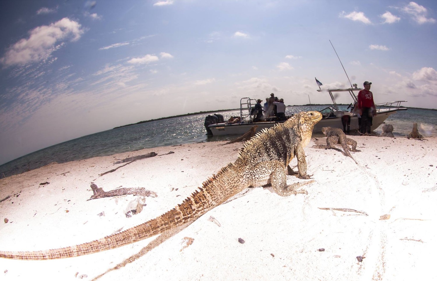 Владимирский клуб подводного плавания "Rus-extrim" Владимирский клуб подводного плавания "Rus-extrim"