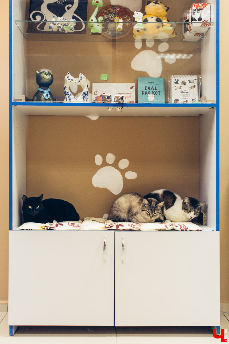 Котокафе «Котангенс» во Владимире