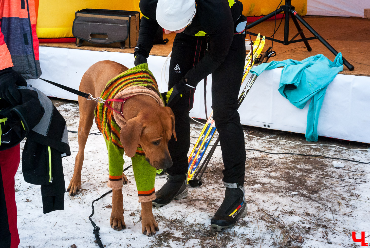 Гонки на собачьих упряжках в Суздале Гонки на собачьих упряжках в Суздале